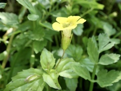 Erythranthe nepalensis