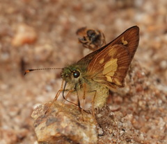 Dalla scylla