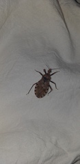 Panstrongylus geniculatus