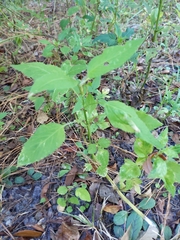 Boehmeria cylindrica