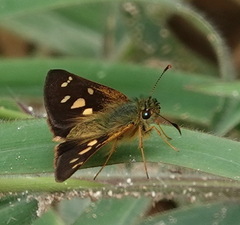 Dalla scylla