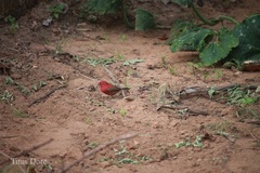 Lagonosticta senegala