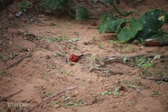 Lagonosticta senegala