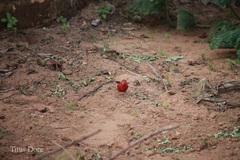 Lagonosticta senegala