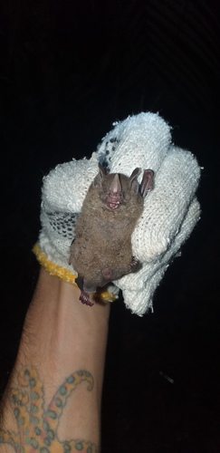Dwarf Little Fruit Bat