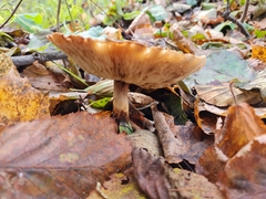 Echinoderma