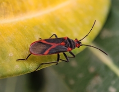 Caenocoris nerii