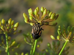 Graphosoma