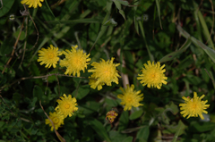 Pilosella officinarum