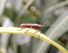 Caenocoris nerii