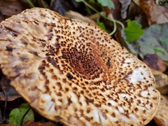 Echinoderma