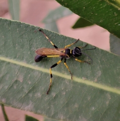 Sceliphron madraspatanum