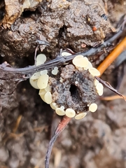 Hymenoscyphus albopunctus