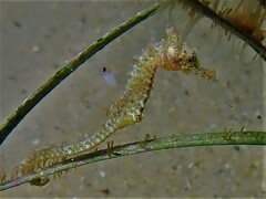 Hippocampus breviceps