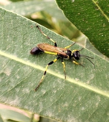 Sceliphron madraspatanum