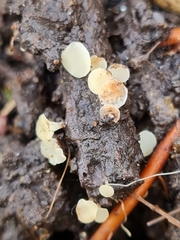 Hymenoscyphus albopunctus