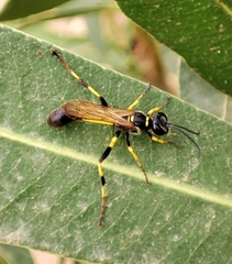 Sceliphron madraspatanum