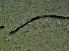 Mitotichthys meraculus