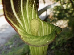 Arisaema serratum
