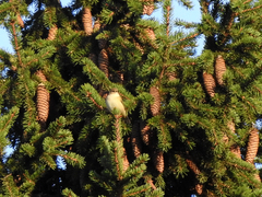 Phylloscopus trochilus