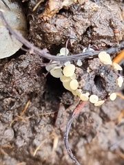 Hymenoscyphus albopunctus