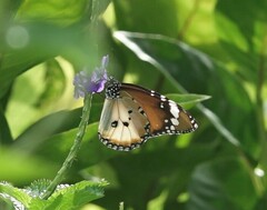 Danaus chrysippus chrysippus