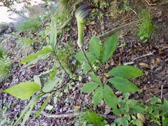 Arisaema serratum