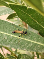 Sceliphron madraspatanum