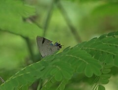 Tajuria cippus maxentius