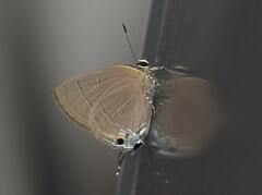 Rapala manea chozeba