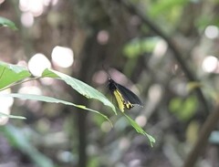 Troides helena cerberus