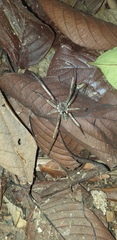 Ctenus crulsi
