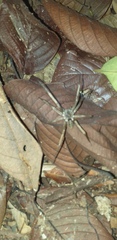 Ctenus crulsi
