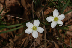 Arenaria montana