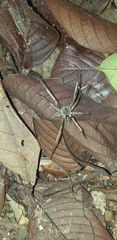 Ctenus crulsi