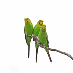 Melopsittacus undulatus