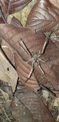 Ctenus crulsi