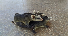 Didelphis albiventris