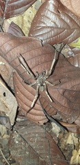 Ctenus crulsi