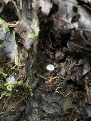 Marasmiellus candidus