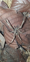 Ctenus crulsi