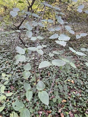 Viburnum setigerum