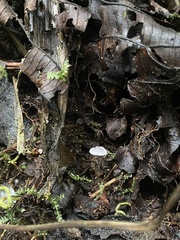 Marasmiellus candidus