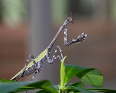 Pseudovates arizonae