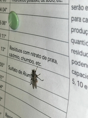 Pseudolynchia canariensis