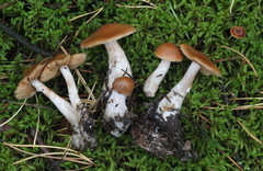 Cortinarius armeniacus