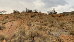 Myrothamnus flabellifolius