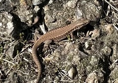 Podarcis muralis