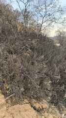 Myrothamnus flabellifolius