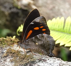 Corades medeba medeba